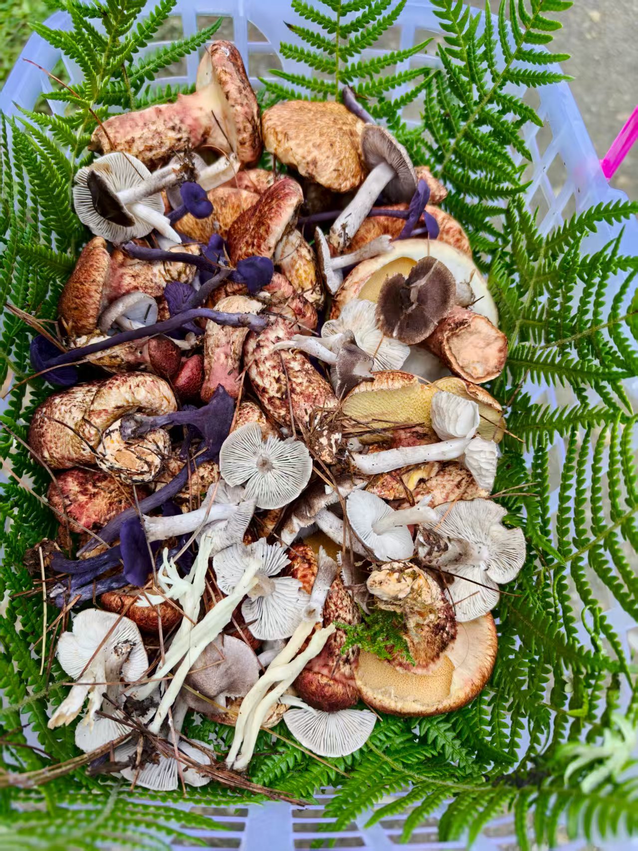 逃离重庆火炉的云贵之旅