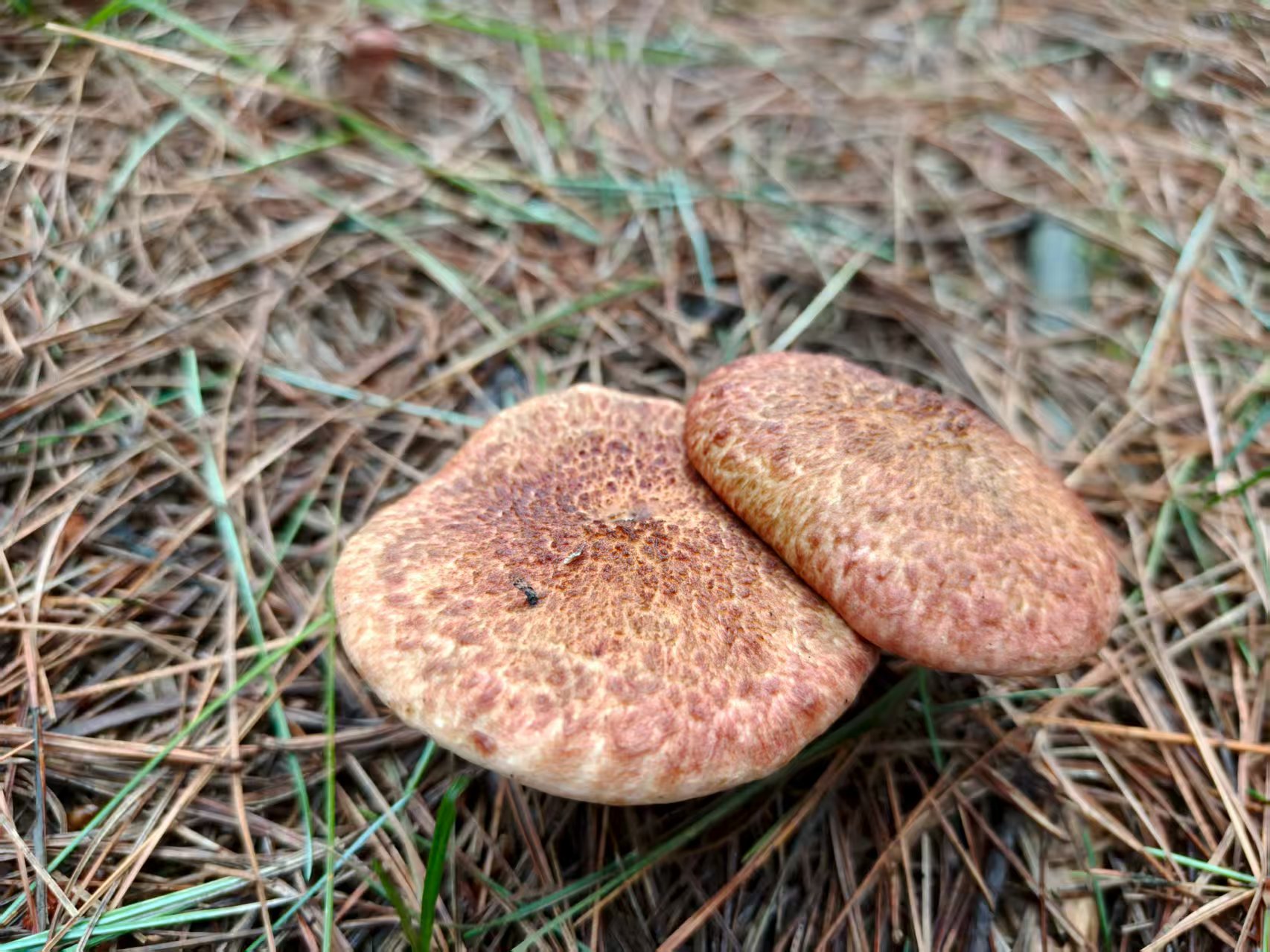 逃离重庆火炉的云贵之旅